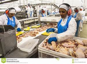 Factory Chicken Editorial Photo Image Of Agribusiness 58864901