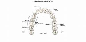 Tooth Identification Quiz Dental Terminology Trivia Proprofs Quiz