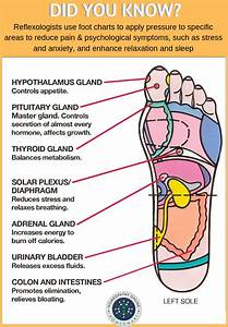 Products Archive Homeopathy Remedies Online Reflexology Foot Chart