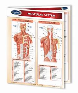 chiropractic charts quick reference medical guides 4 chart bundle