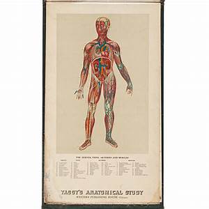 Anatomical Charts From The Early 20th Century Cowan 39 S Auction House