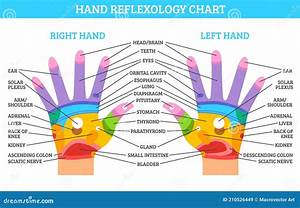 Hand Reflexology Chart Stock Vector Illustration Of Healthy 210526449
