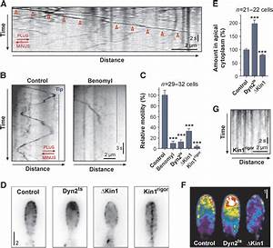 The Role Of Mts Kinesin 1 And Dynein In Motility Of Mcs1 Bound