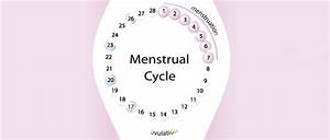 Menstrual Cycle Chart