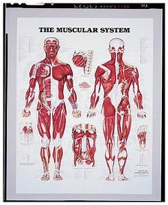 Anatomical Chart Series Body Systems Education Supplies Classroom