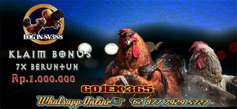sabung ayam online sv388
