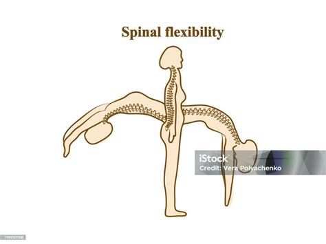 fleksibilitas tulang belakang