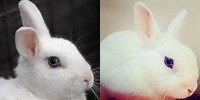 Albino Bunnies with Blue Eyes