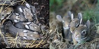 Baby Eastern Cottontail Rabbits in Nest