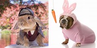 Cute Animals Dressed as a Bunny
