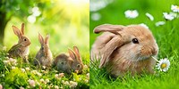 Desktop Wallpaper Spring Bunnies