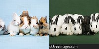 Pictures of 5 Bunnies