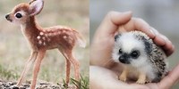 Small Animals Cute Too