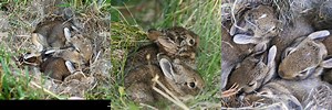 Rabbit Nest in Short Grass