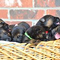 1 Week Old German Shepherd Puppies
