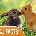 10 Interesting Facts About Bunnies