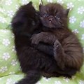 4 Week Persian Kitten