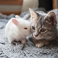 Adorable Bunnies and Kittens