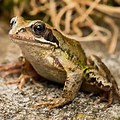 Adult Common Frog