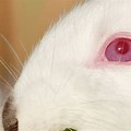 Albino Bunny with Red Glowing Eyes