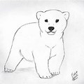Bear Drawings Easy
