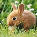 Baby Rabbit Screensaver