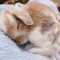 Baby Rabbit Sleeping in Warm House