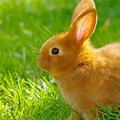Background Rabbit Full HD
