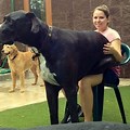 Big Dogs Compared to Humans