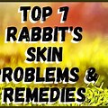 Black Rabbit Skin Problems Pictures