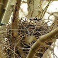 Blue Jay Nest My Garden