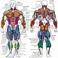 Muscle Names Chart