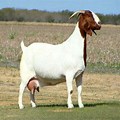 Boer Goat Female