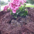 Bunny Nest in Flower Pot