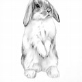 Bunny Standing Up Drawing