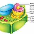 Celula Eucariota Ve… 