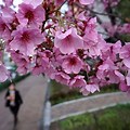 Blossom Tree Flower