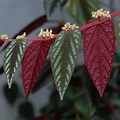 Discolor Flowers