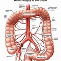 Artery Anatomy