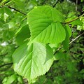 Ireland Leaf