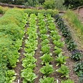 Planting Vegetable Ga… 