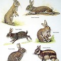 Cottontail Rabbit Animal Illustration