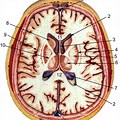 Cross Section