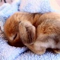 Cute Animals Bunny Sleeping