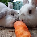 Cute Bunny Eating Carrots Wallpaper for iPhone