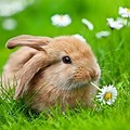 Cute Bunny in a Grass Field with Flowers