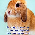 Cute Kids Bunny Quotes