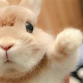 Cute Rabbit Waving