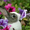 Cutest Baby Bunny Flower