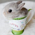 Cutest Baby Bunny in Tea Cup